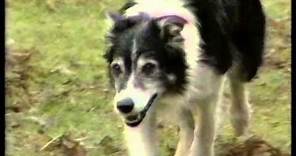 9 May 1985 BBC2 - One Man and His Dog trailer