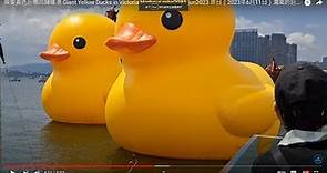 兩隻黃色巨鴨回歸維港 Giant Yellow Ducks in Victoria Harbour mhp2981 jun2023 昨日（2023年6月11日）漏氣的巨型黃鴨，今日雙雙出現維港