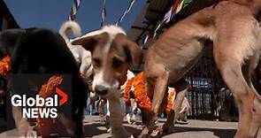 Festival of Dogs: Nepalese shower pups with colour, treats during Tihar