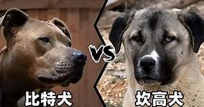 比特犬vs坎高犬，谁的战斗力更强？