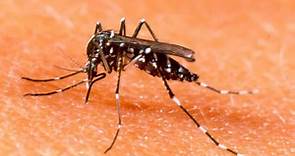 Las cinco claves para diferenciar los mosquitos comunes de los que causan dengue