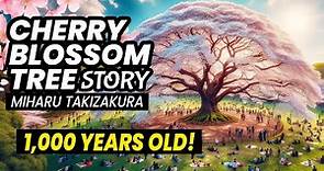 Japan’s Most Beautiful Cherry Blossom Tree | Miharu Takizakura Story ★ ONLY in JAPAN