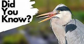 Things you need to know about GREY HERONS!