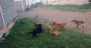 street dogs fight over mate and dominancy #dogfight #streetdogs