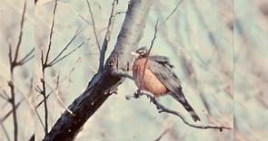 Robin Redbreast (1958) Birds, Wildlife, Nature9