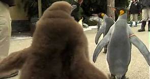 Penguin Parade 2012 - Cincinnati Zoo