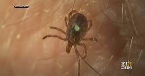 Lone Star Tick Could Cause Unique Allergy To Meat