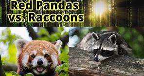 Red Pandas vs. Raccoons: How to Distinguish Them???