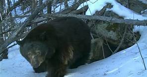 A Bear Gives Birth to Cubs