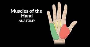 Muscles of the Hand (Division, Origin, Insertion, Functions)