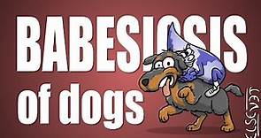 Babesiosis of Dogs - Plain and Simple