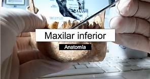 Mandíbula o maxilar inferior // Anatomía // Rodolfo Zamudio.