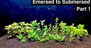 Transitioning Emersed Aquarium Plants to Submerged | Part 1