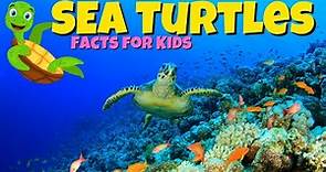 Sea Turtle Facts For Kids - World Sea Turtle Day