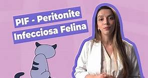 PIF: Peritonite Infecciosa Felina | Inova Hospital Veterinário