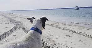 4 Best Dog-Friendly Beaches in Wilmington, NC