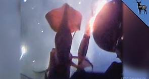 Jumbo Squid Angrily Attacks Greenpeace Submarine