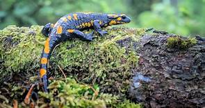 ▷ Salamandra » Características, Alimentación, Hábitat, Reproducción, Depredadores