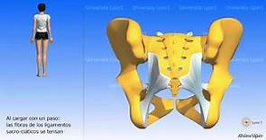 Artrología de la pelvis la articulación sacro ilíaca