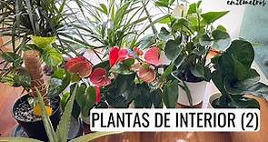 (EP 02) PLANTAS DE INTERIOR RESISTENTES: aloe, ficus lyrata, areca, anturio, dracaena || en20metros