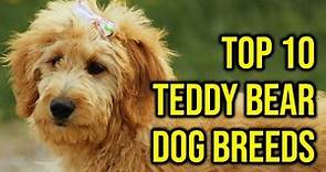 Top 10 Teddy Bear Dog Breeds You Need To Have/ Amazing Dogs