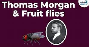 Genetics - Thomas Morgan & Fruit flies - Lesson 10 | Don't Memorise
