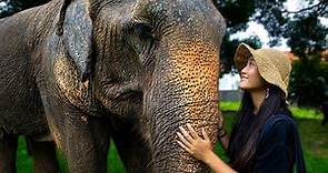 🇹🇭 Elephant Sanctuaries in KOH SAMUI Thailand Need Your Help