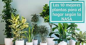 Las 10 mejores plantas para el hogar según la NASA