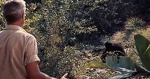 Daktari Clarence, el león bizco(1965)