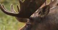 The Moose | The largest extant species