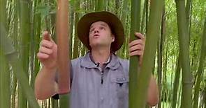 Pourquoi les bambous sont-ils si difficiles à identifier?