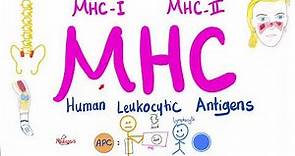 Major Histocompatibility Complex (MHC) | Human Leukocytic Antigen (HLA)