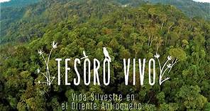 TESORO VIVO - Vida silvestre en el Oriente Antioqueño (Documental)