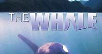 The Whale streaming: where to watch movie online?