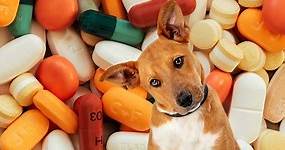 GoodRx for Pets: How to Use It to Save Money on Dog’s Drugs?