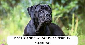 7 Best Cane Corso Breeders in Florida! (2024) - We Love Doodles