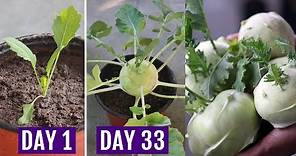 How to Grow Kohlrabi/Knol Khol in Containers - Complete GUIDE