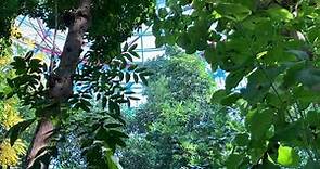 【台中自然科學博物館】植物園 -熱帶雨林溫室