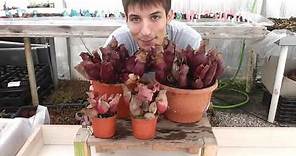 #152 Carniplant-Plantas carnívoras-Conozcamos la Sarracenia purpurea