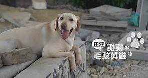 【毛孩英雄】搜救犬 用嗅覺拯救生命｜華視新聞雜誌EP2312單元1 2022.04.29