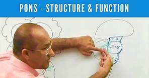 Pons | Structure and Function | Neuroanatomy
