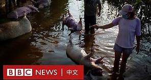 河南水災：過百頭豬被活活淹死，災民表示「希望報道時我們還活著」－ BBC News 中文
