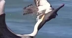 Brown Pelican Trying to Eat Osprey