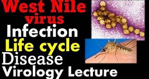 West Nile virus explained