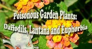 Poisonous Garden Plants: Daffodils, Lantana, Euphorbia and Poinsettias