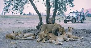 Lion Country Safari in Irvine, California - July 1970