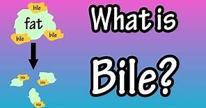 Bile - What Is Bile?