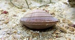Facts: The Northern Quahog (Hard Clam)
