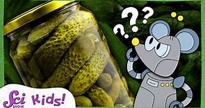What Are Pickles? | The Science of Food! | SciShow Kids