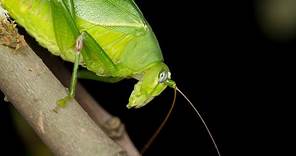 Sounds of Katydids! Sounds at night time Part 1 - Check Part 2 for Full Length Katydid Video
